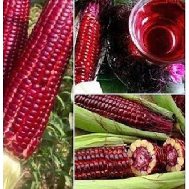 Hạt giống ngô Nữ Hoàng đỏ 5gr/gói