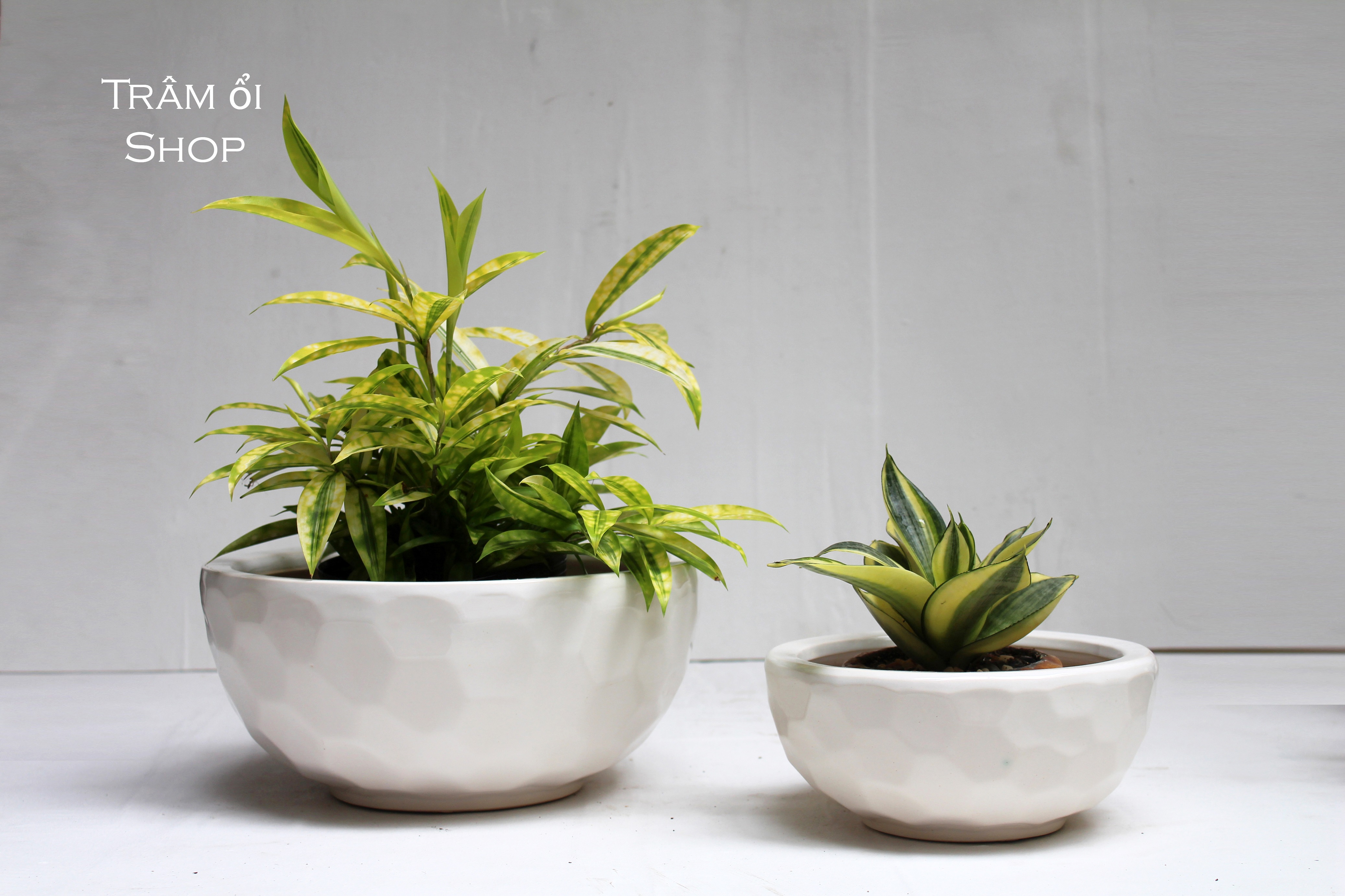 Chậu gốm và cây cảnh