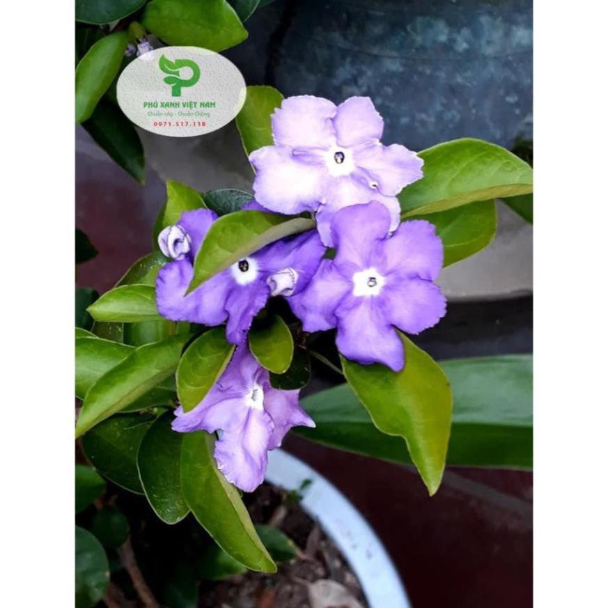 Hoa Nhài Nhật Hoa Đẹp, Dáng Cao, Nhiều Nhánh