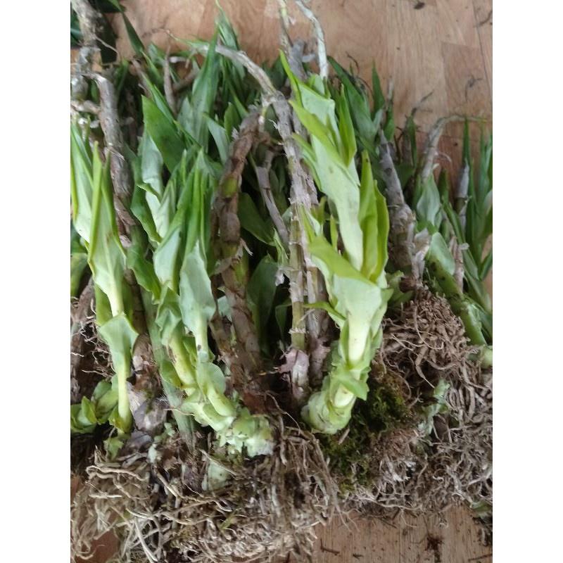 Địa lan Hạc đính trắng, Bạch hạc trắng