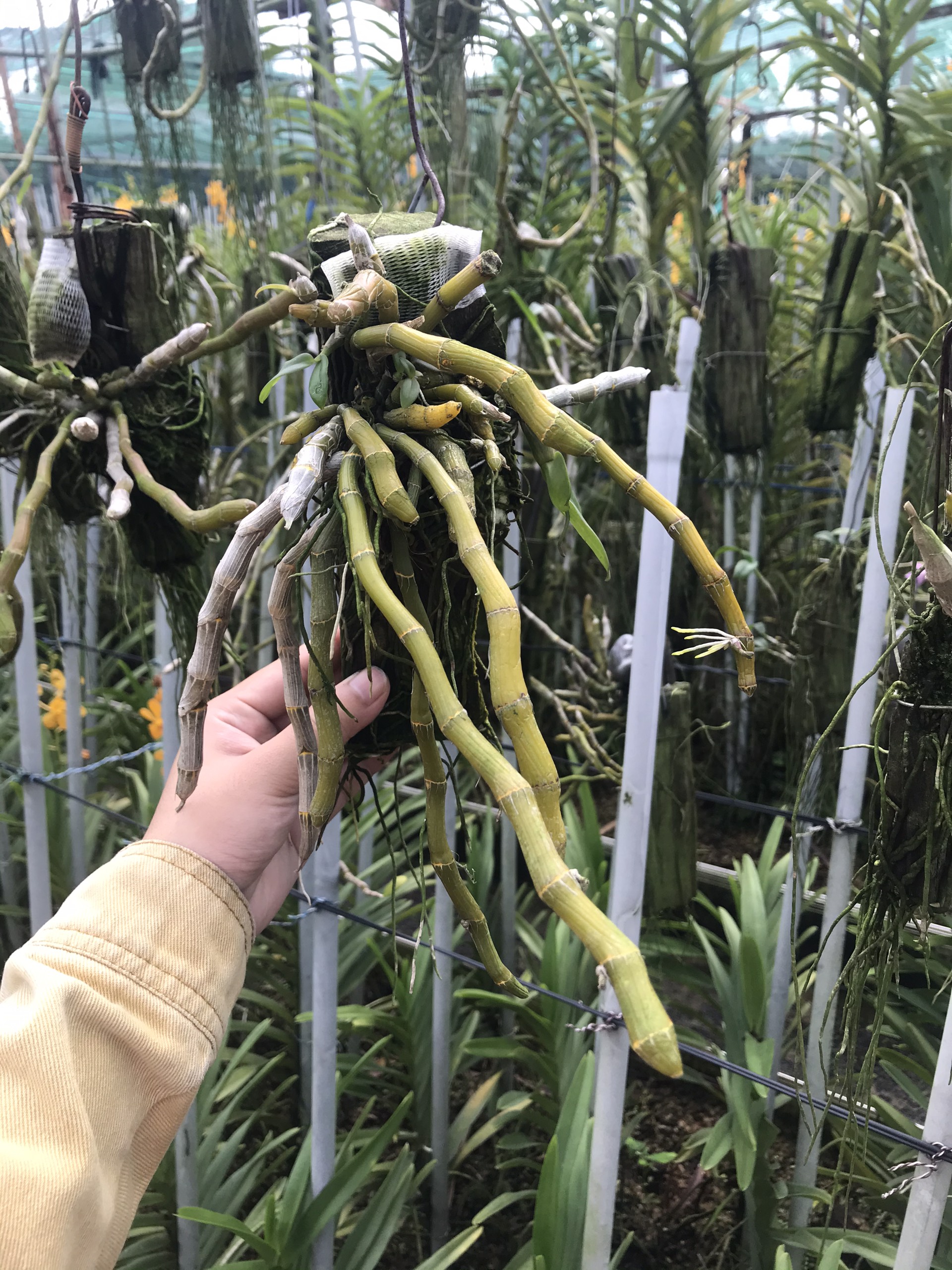 Trầm Hoa Tím Ghép Bảng Sẵn - Cây Đủ Tuổi Hoa