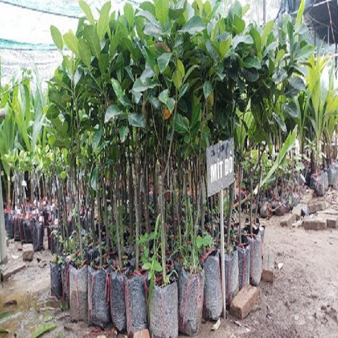 CÂY GIỐNG Mít SIÊU QUẢ Malaysia