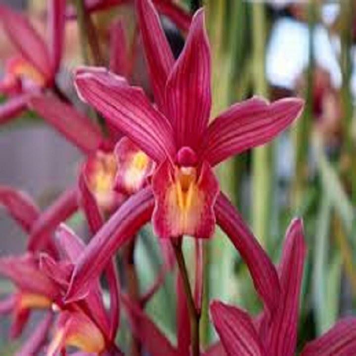 CHẬU ĐỊA LAN TIỂU THƯ HÀN QUỐC, HOA NỞ CHUẨN TẾT - NCDLTTTHQ