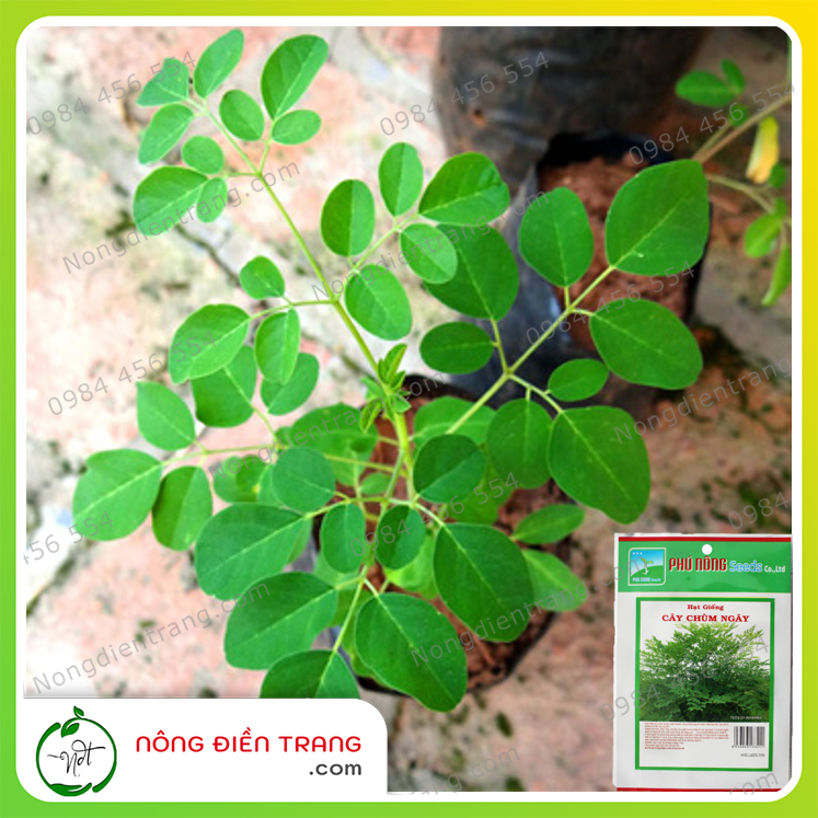 Hạt Giống Chùm Ngây Phú Nông - Gói 1g - Dễ Trồng, Nảy Mầm Nhanh, Sinh Trưởng Mạnh - VTNN Nông Điền Trang