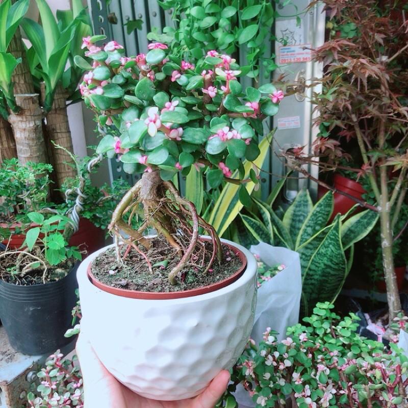 Chậu Cây Cành Vàng Lá Ngọc