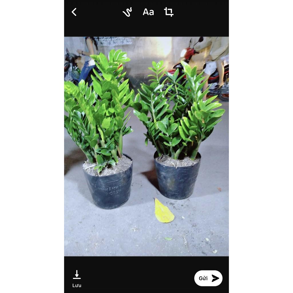 Kim Tiền Size Lớn