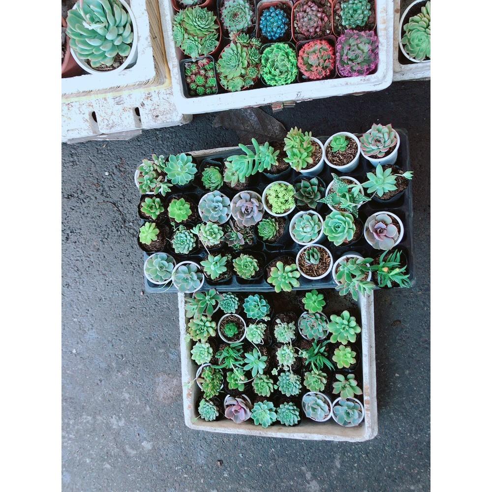 Combo 10 Cây Sen Đá