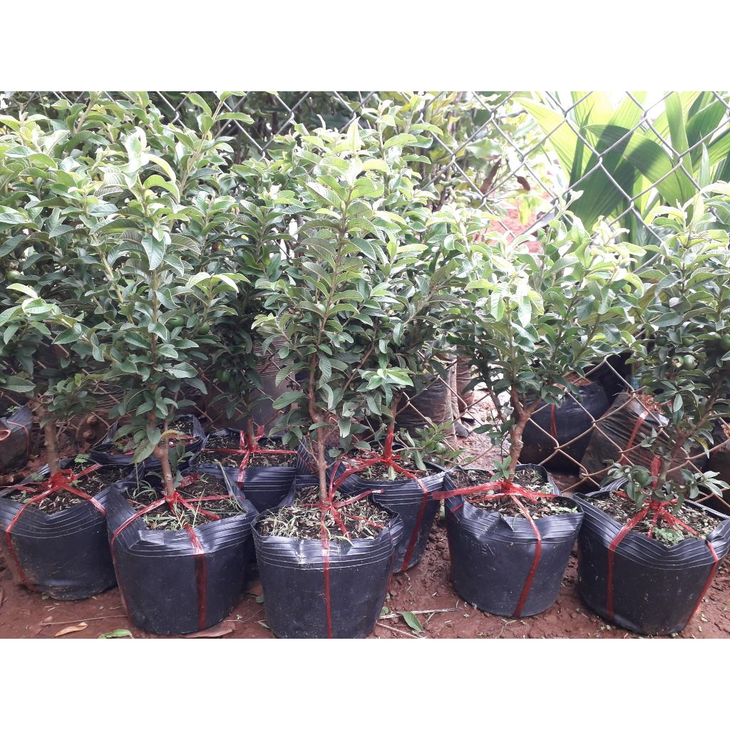 CÂY GIỐNG ỔI SẺ rừng lá nhỏ .