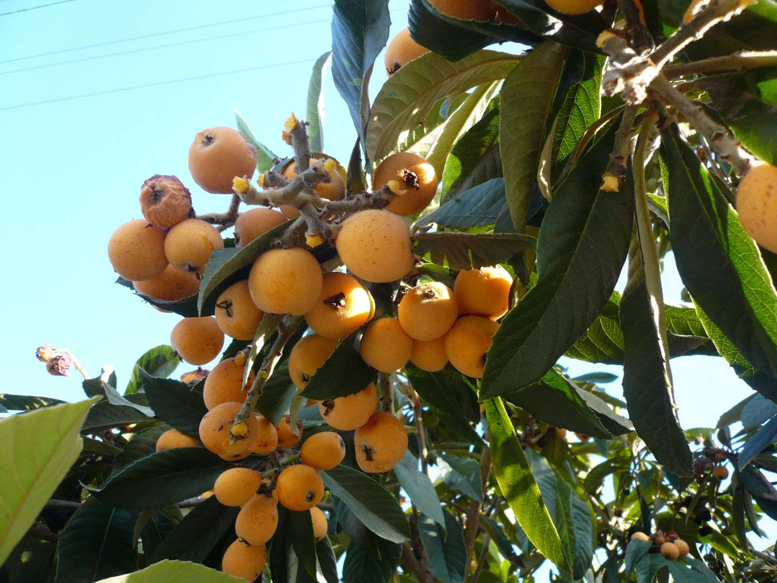GIỐNG CÂY BIWA GIỐNG MỚI