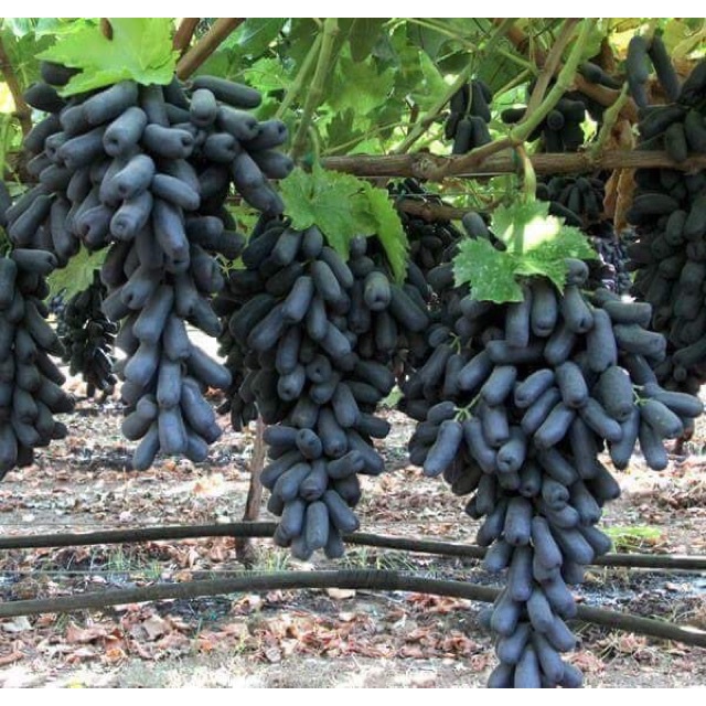 Cây Giống Nho Ngón Tay Mỹ siêu sớm