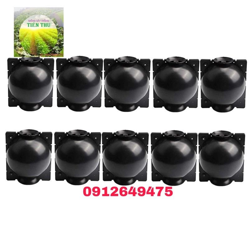 2 Bầu chiết cành sz TO - 12cm, chiết loại cành to 2-3cm-Hàng chất lượng cao