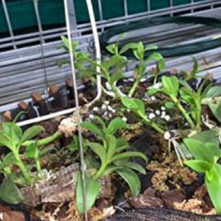 Sản Phẩm Hoa lan phi điệp - 5ct bùi việt