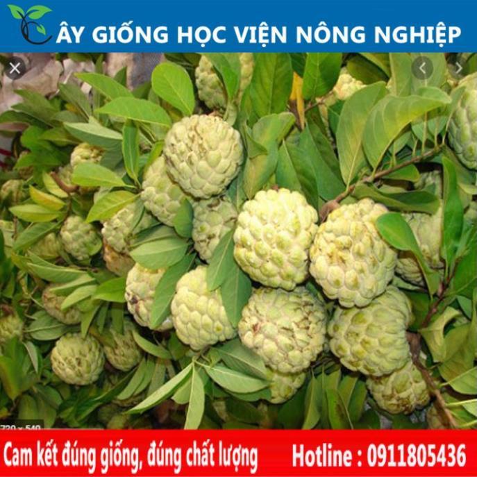 Sản phẩm Cây Ăn Trái cây na dai chuẩn giống F1