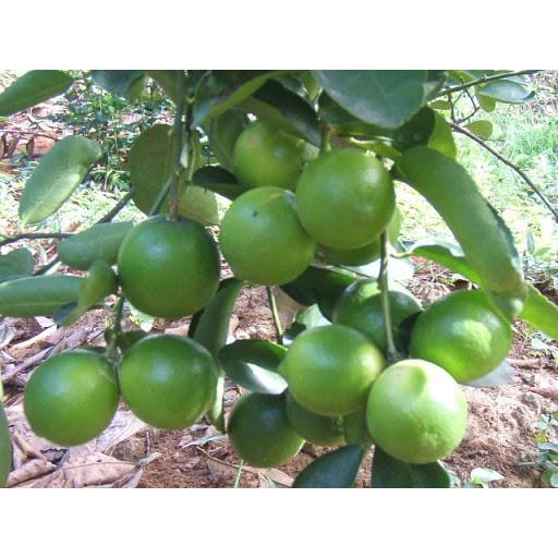 CÂY GIỐNG CHANH KHÔNG HẠT DÒNG QUẢ CHÙM SIÊU NĂNG SUẤT, CAM KẾT GIỐNG CHUẨN