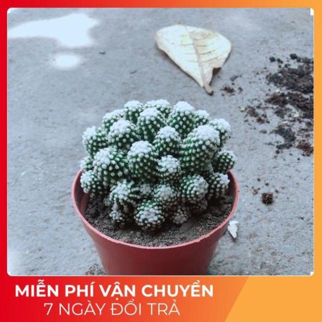 Xương Rồng Mami Bụi