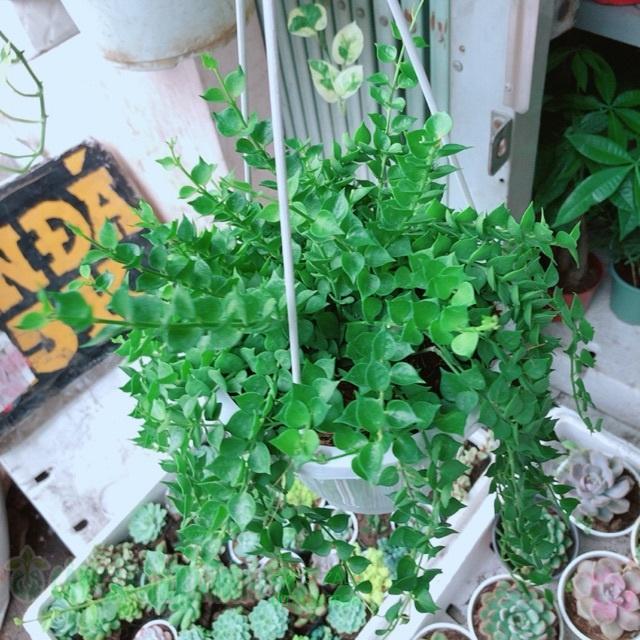 Chậu cây lá tim size lớn