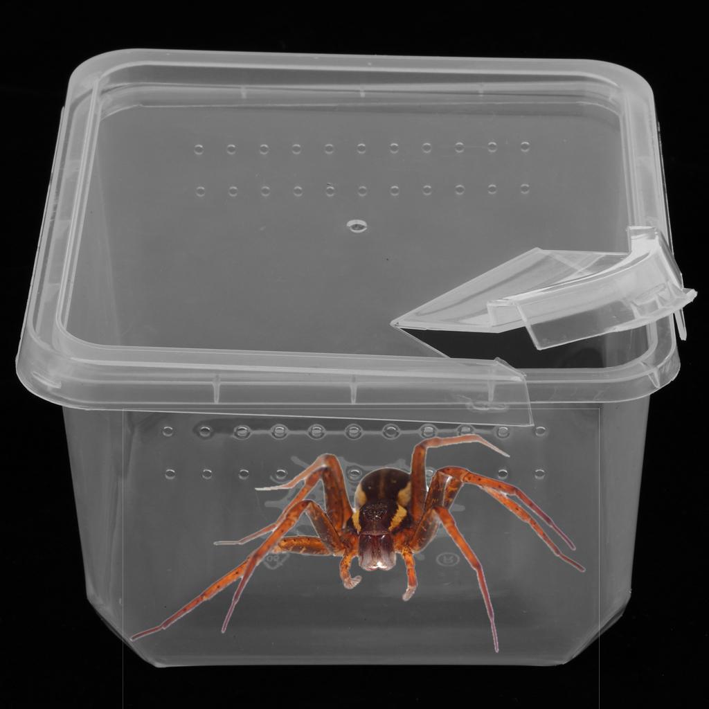 Reptiles Terrariums Feeding Box for Spider Insect Cricket Snail Frog L
