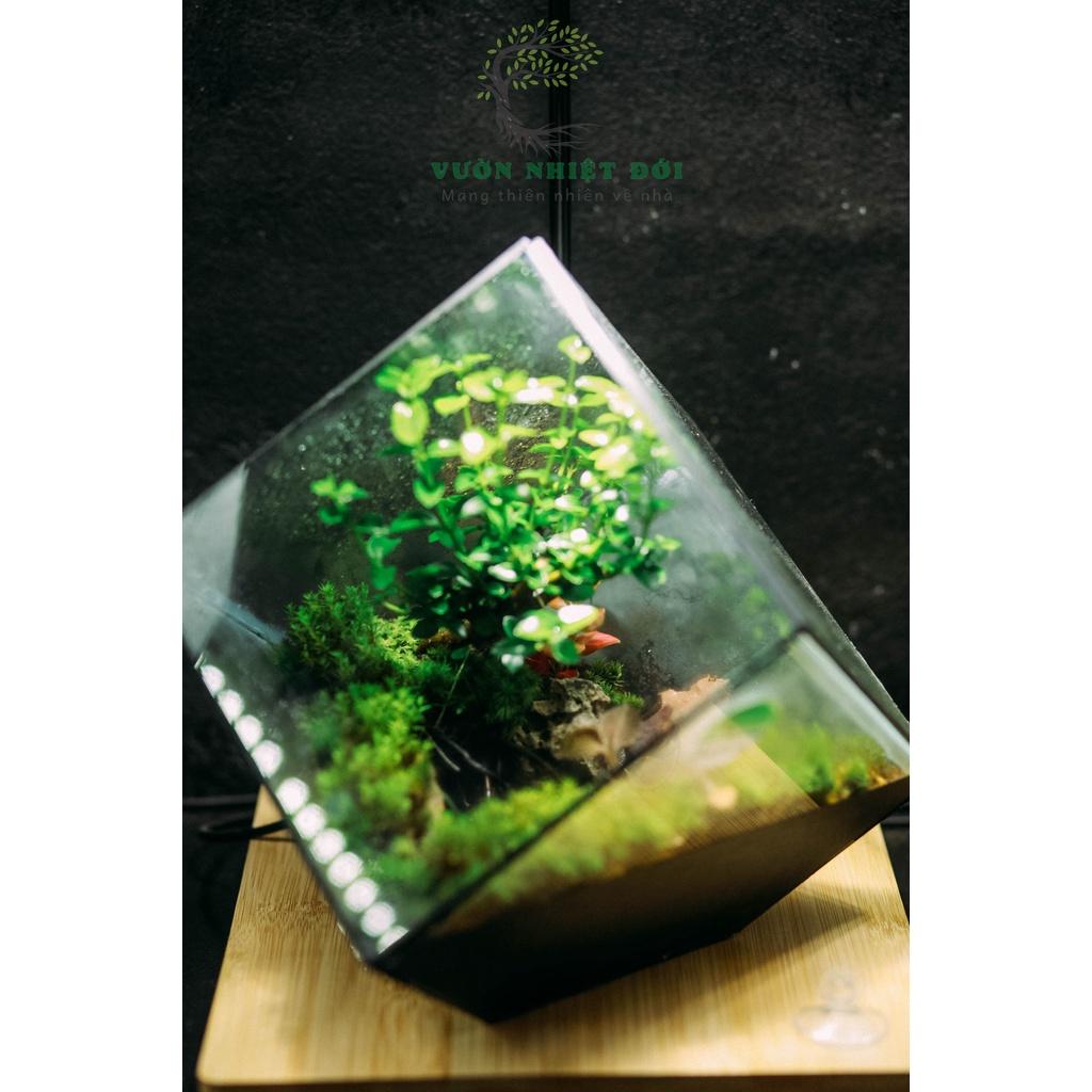 Bể Terrarium Đa Giác Setup Bán Cạn Để Bàn Làm Việc