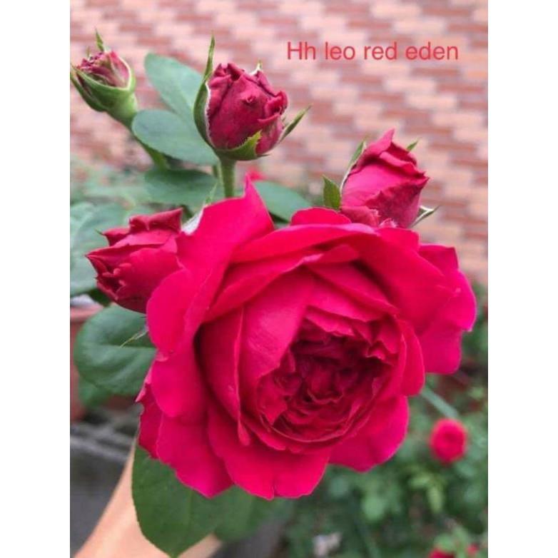 Combo 04 Gốc Hoa Hồng Đại Ngoại Nhập