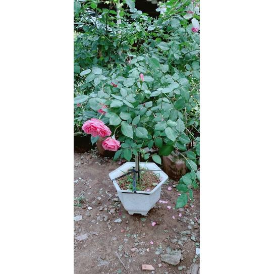 Hồng Cổ Sapa Cao 1m2