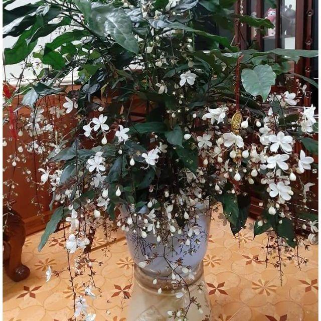 Cobo 2 cây giống hoa DẠ NGỌC MINH CHÂU