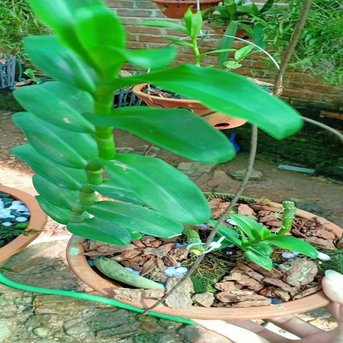 Hoa lan phi điệp-5ct lâm xung+ 700g phân thỏ hữu cơ