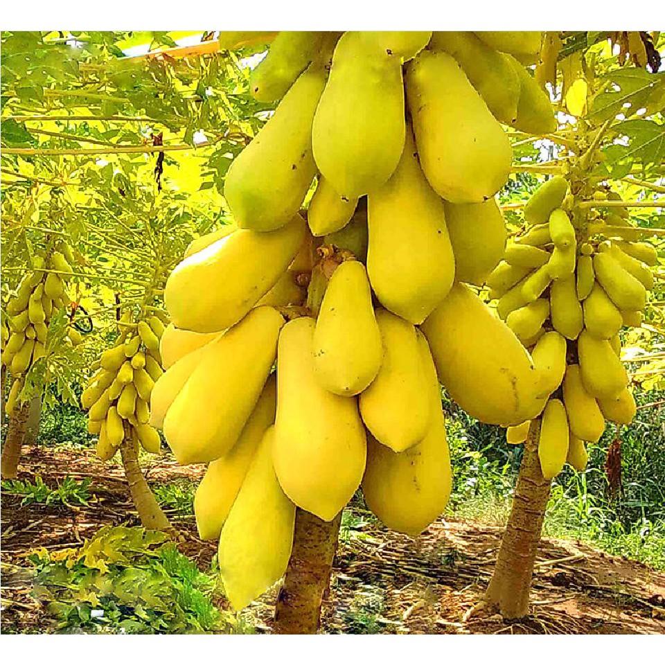 Hạt giống đu đủ da vàng Thái
