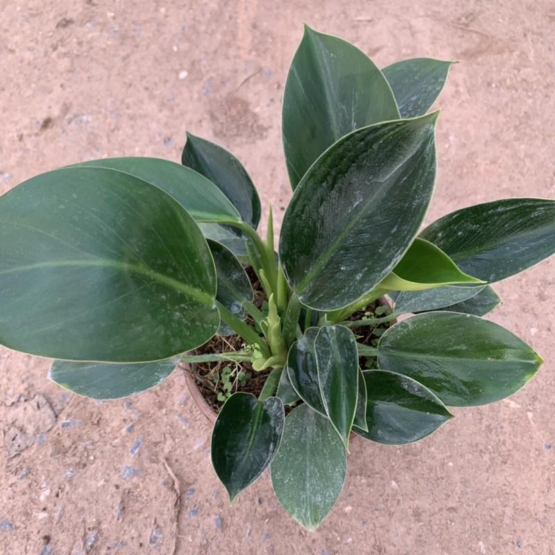 Cây trầu bà đế vương xanh 2-3 gốc, sức sống mãnh liệt, tươi tốt quanh năm, cây cảnh phong thuỷ để bàn và trồng nội thất