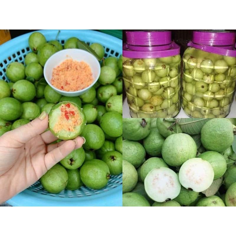 Cây giống Ổi Đông Dư , quả tròn, siêu sớm. .