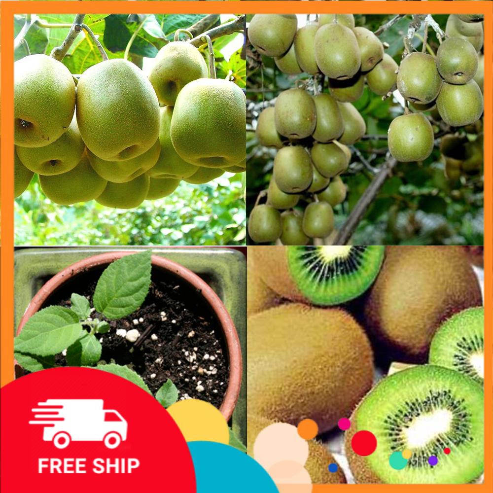 Cây KIWI xanh, đỏ, vàng giống, siêu sai quả, CHẤT LƯỢNG UY TÍN