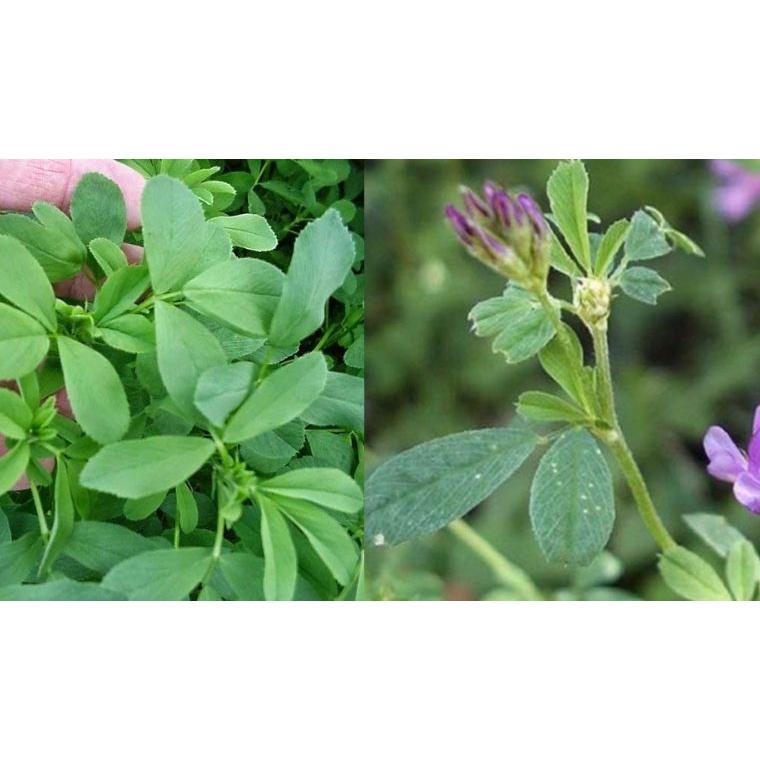 Hạt giống cỏ chăn nuôi linh lăng alfalfa
