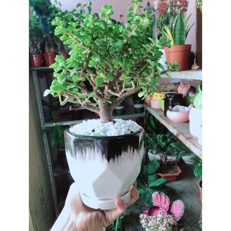 Chậu Cây Cành Vàng Lá Ngọc