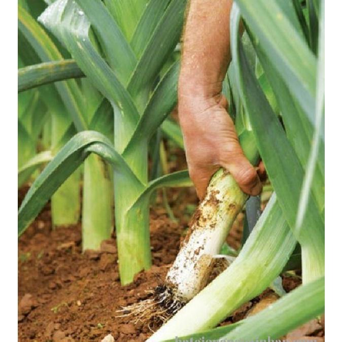 Combo 5 gói hạt giống hành baro - gói 1 gr-tặng kèm gói phân bón lót