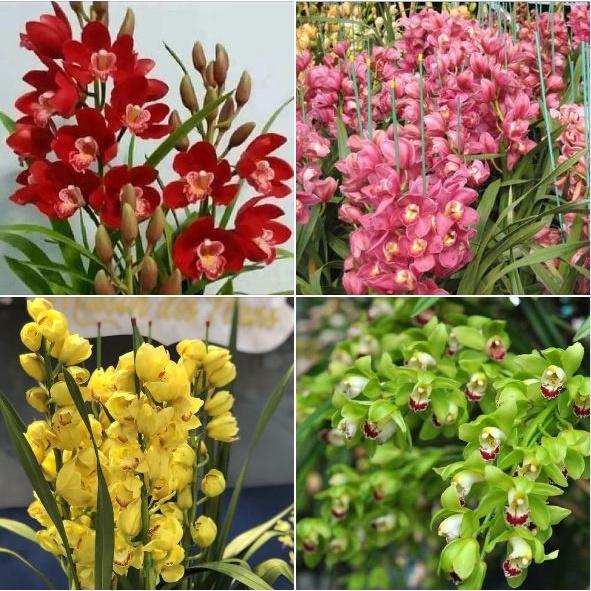 Bộ 6 -củ giống hoa địa lan santo mix - đỏ ,vàng, hồng, cam ,tím, và xanh-6 củ