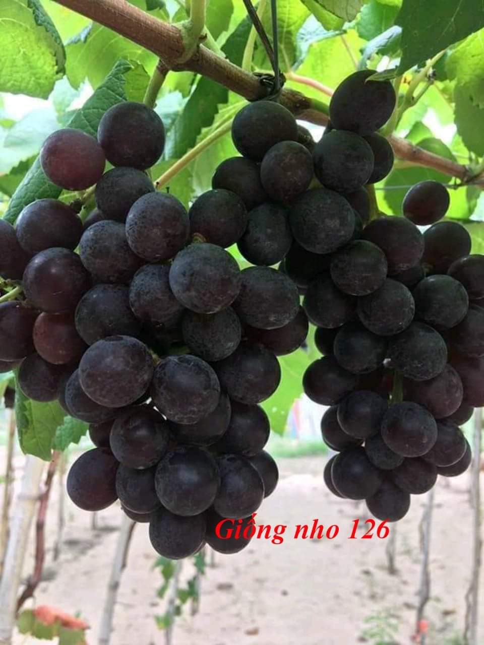 Cây Nho Kẹo Đen NH01_126