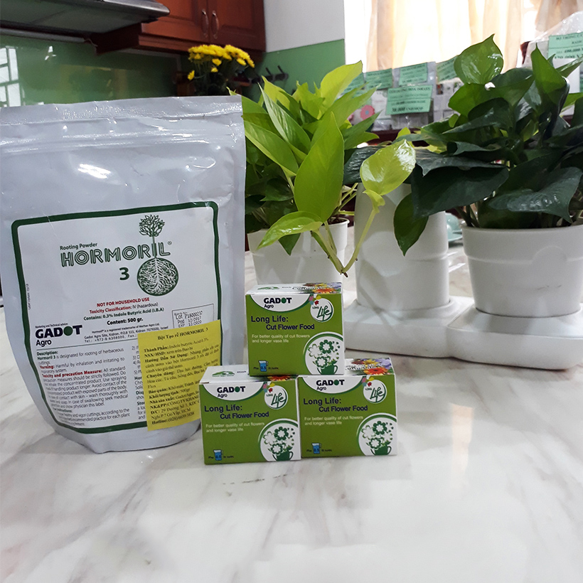 BỘT DƯỠNG HOA LONGLIFE SG CỦA ISRAEL BÍ QUYẾT GIỮ HOA TƯƠI LÂU GẤP 2 LẦN DÀNH SHOP HOA BẢO QUẢN HOA CẮM BÌNH, HOA CẮM XỐP TƯƠI LÂU VÀ KHÔNG THAY HOA ĐỊNH KỲ THÁNG