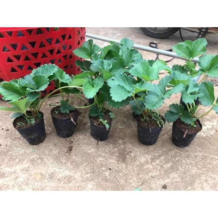 Bầu ươm cây size 10x10vn