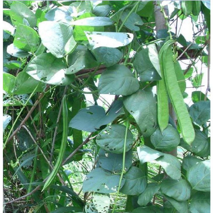Hạt giống đậu ngự CT154 - Gói 5 hạt