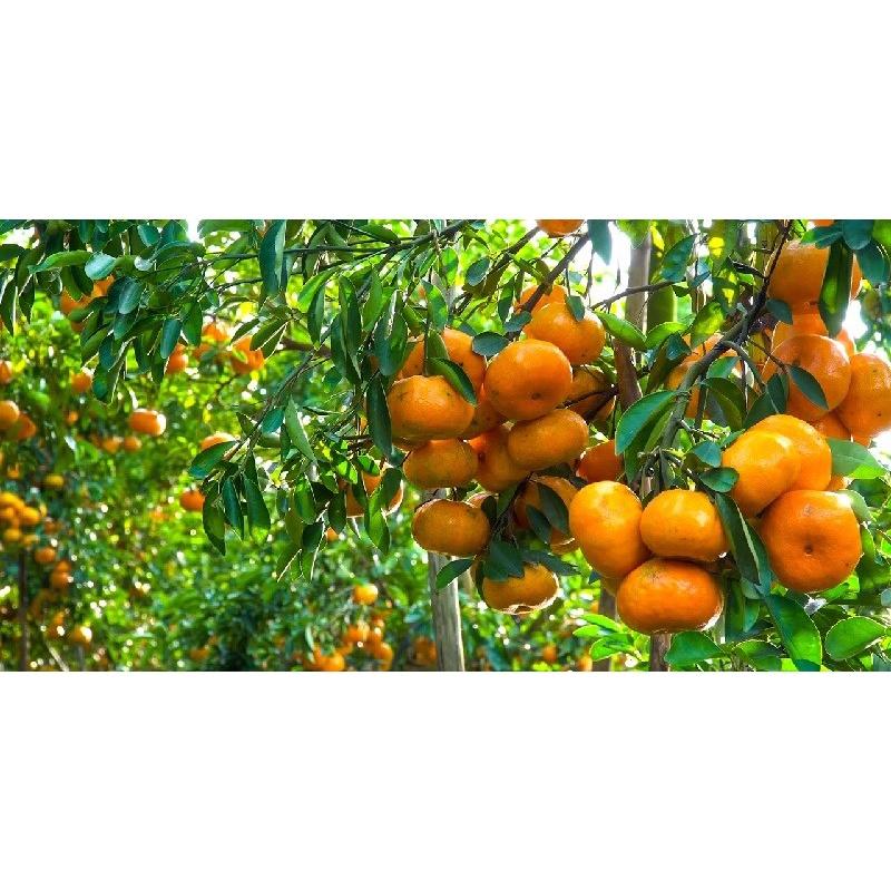 Cây quýt đường Thái không hạt siêu sớm