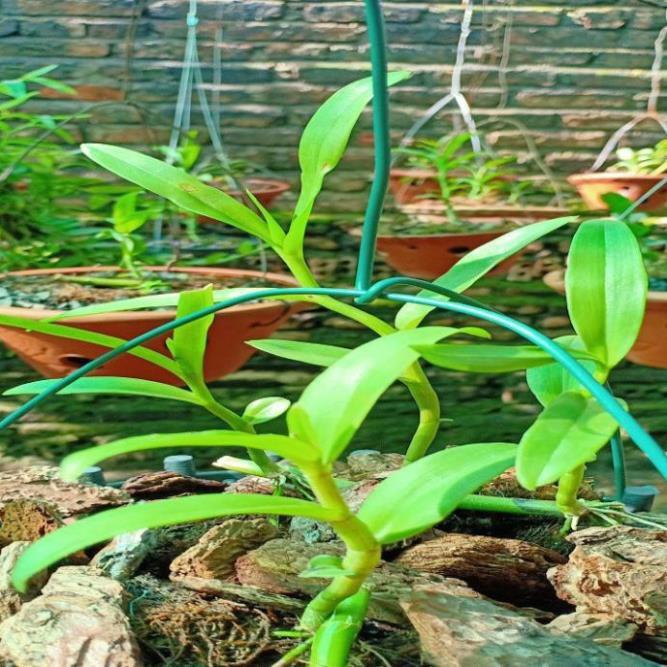 Hoa lan - 5ct bảo duy hàng gieo hạt ki mập khỏe ấm chậu