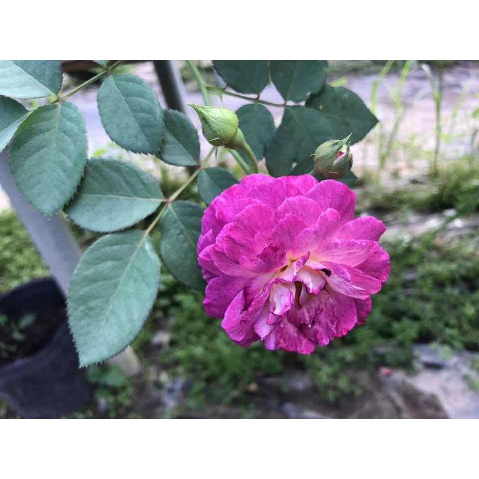 Hoa hồng ngoại Hight Society rose