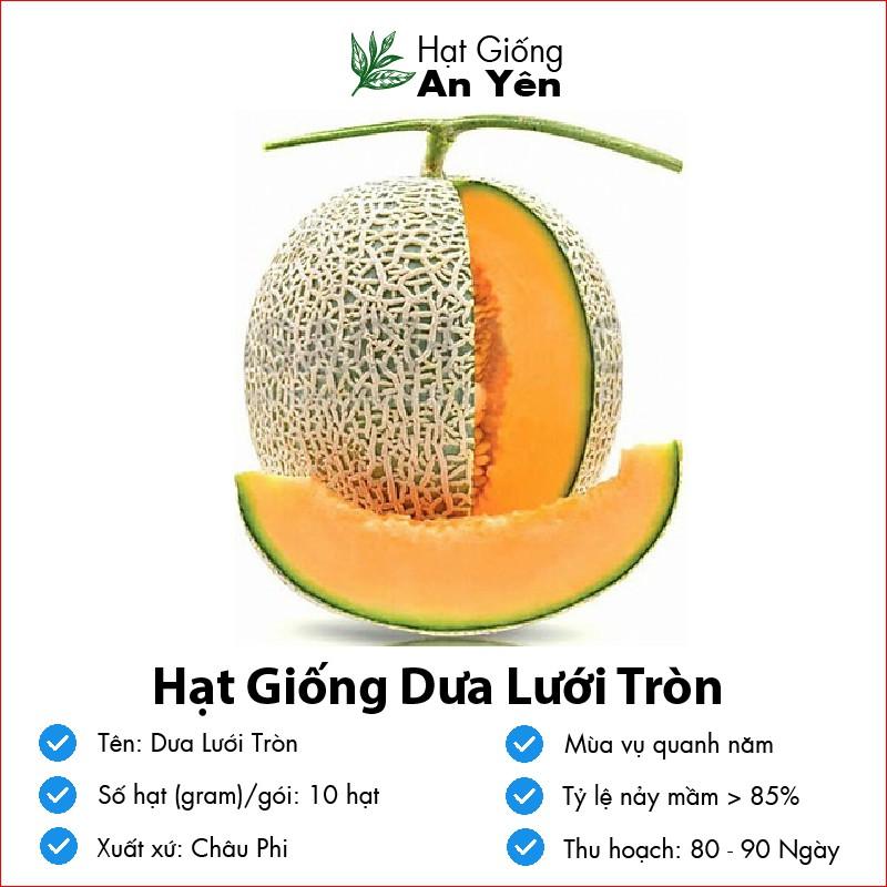 Hạt giống Dưa Lưới Vàng thu hoạch sớm, dễ trồng, nảy mầm cao, sinh trưởng khoẻ