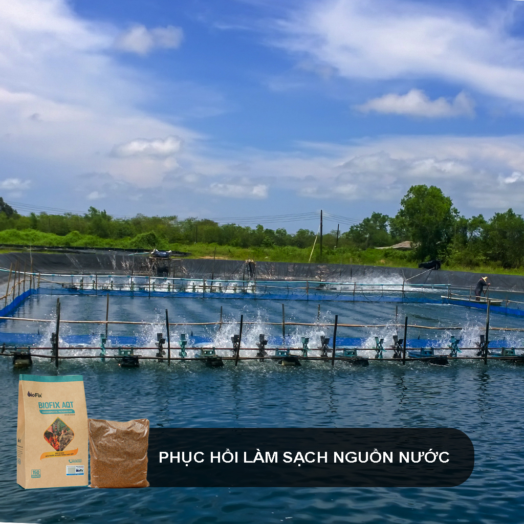 Cách diệt tảo xanh trong ao nuôi tôm cá