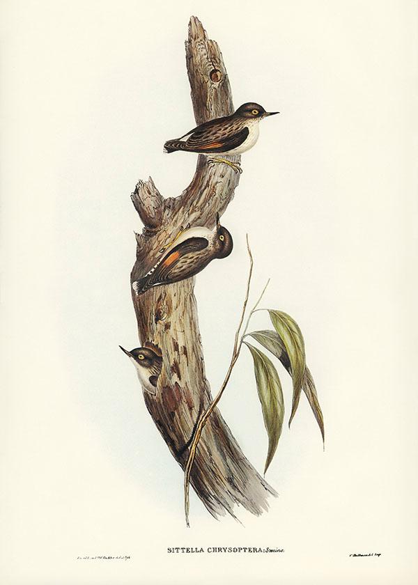 Tranh canvas vintage  -  Sittella cánh cam (Sittella chrysoptera) - BVT-19