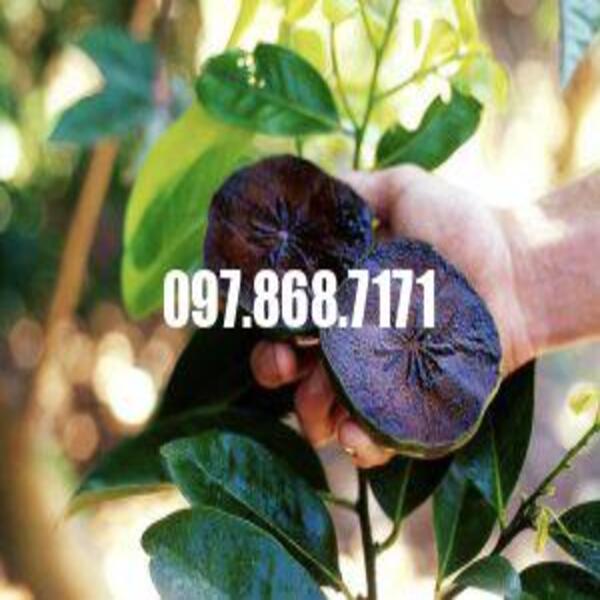 CÂY HỒNG SOCOLA