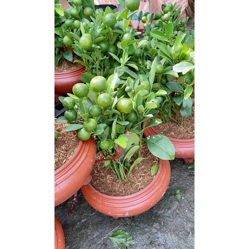 Chậu Cây Tắc