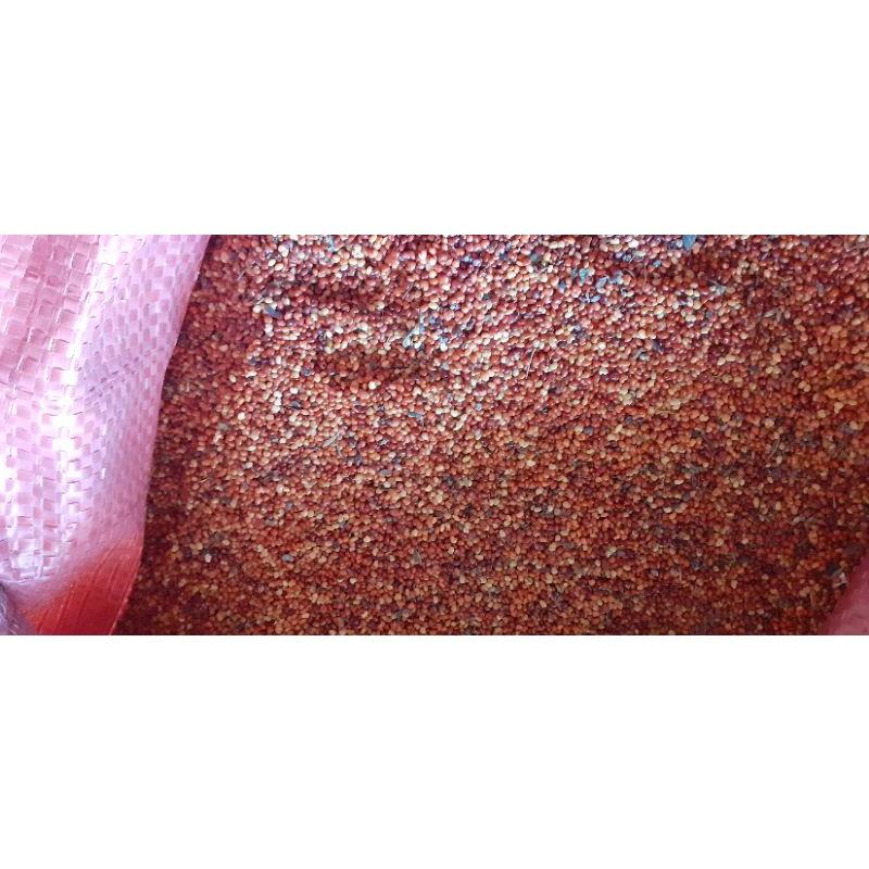 500 gram hạt muồng vàng nhỏ