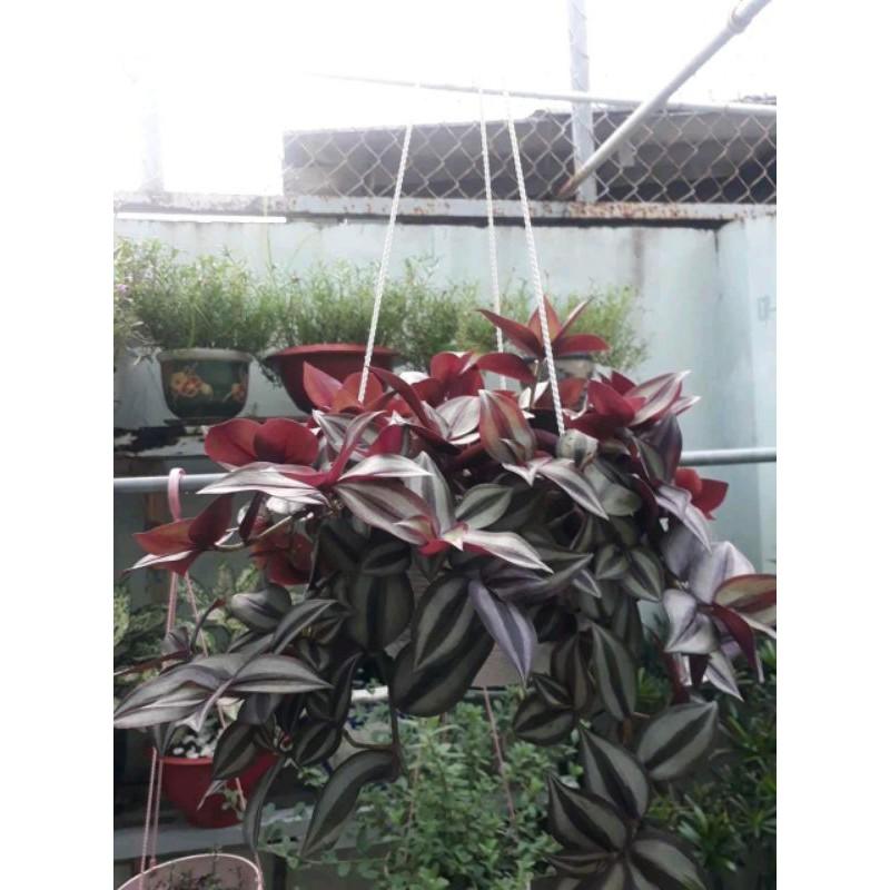 Thài lài tía làm cảnh
