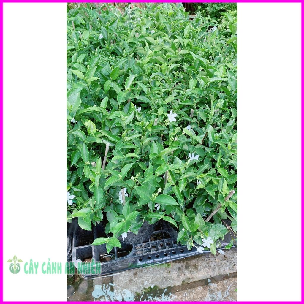 Hoa Chỉ Thiên Hàng Đẹp