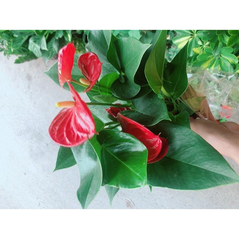 Cây Hồng Môn